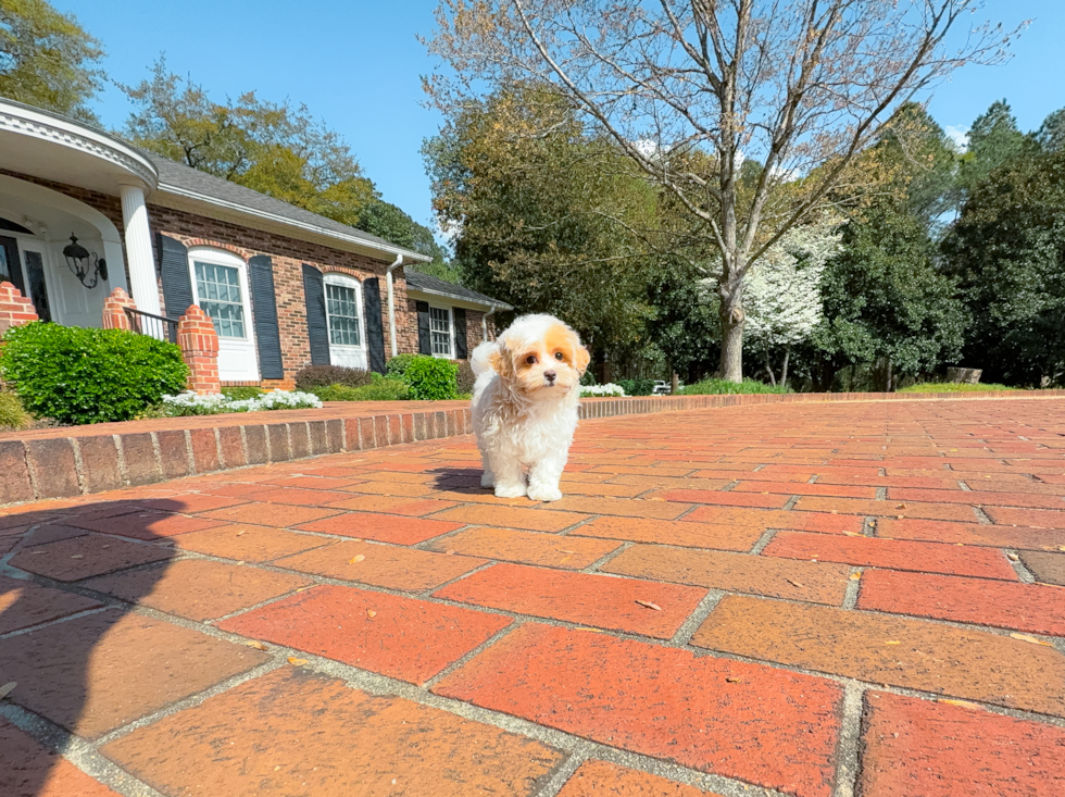Maltipoo Puppy for Adoption