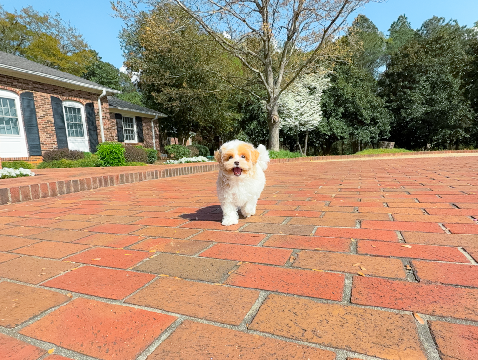 Cute Maltipoo Poodle Mix Pup