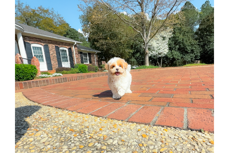 Maltipoo Puppy for Adoption