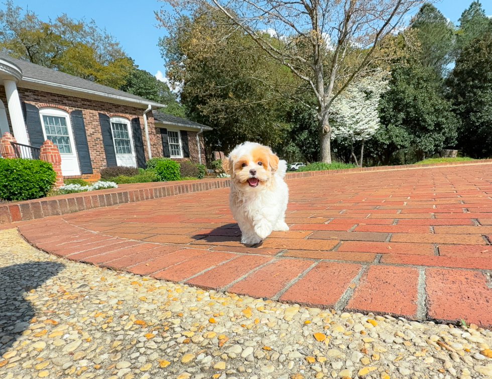 Maltipoo Puppy for Adoption