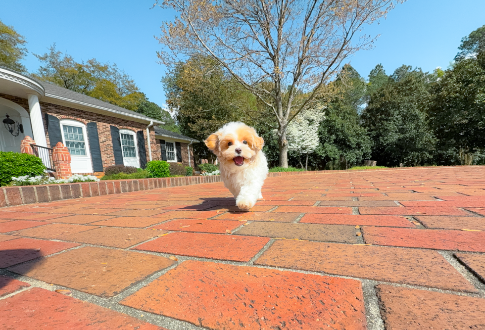 Maltipoo Pup Being Cute