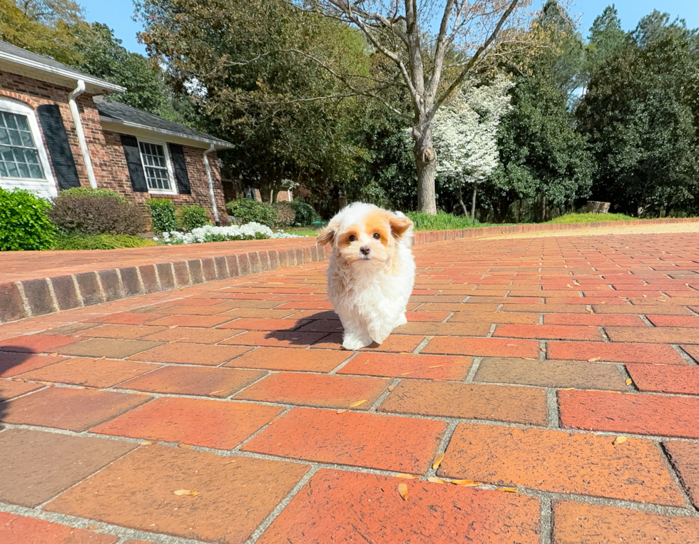Cute Malt a Poo Poodle Mix Puppy