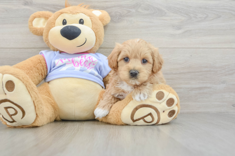 7 week old Maltipoo Puppy For Sale - Simply Southern Pups