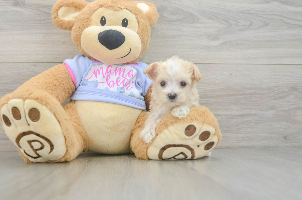 7 week old Maltipoo Puppy For Sale - Simply Southern Pups