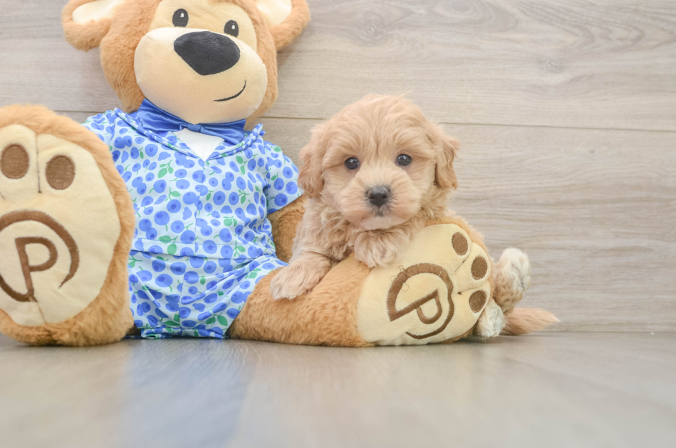 6 week old Maltipoo Puppy For Sale - Simply Southern Pups