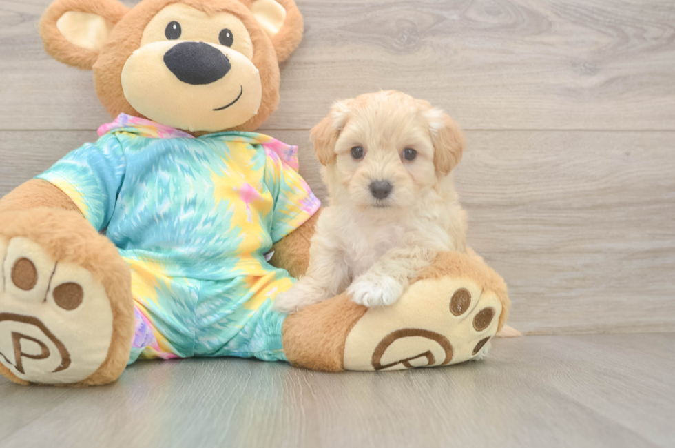 6 week old Maltipoo Puppy For Sale - Simply Southern Pups