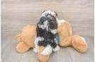Energetic Multipoo Poodle Mix Puppy