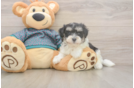 Maltipoo Puppy for Adoption