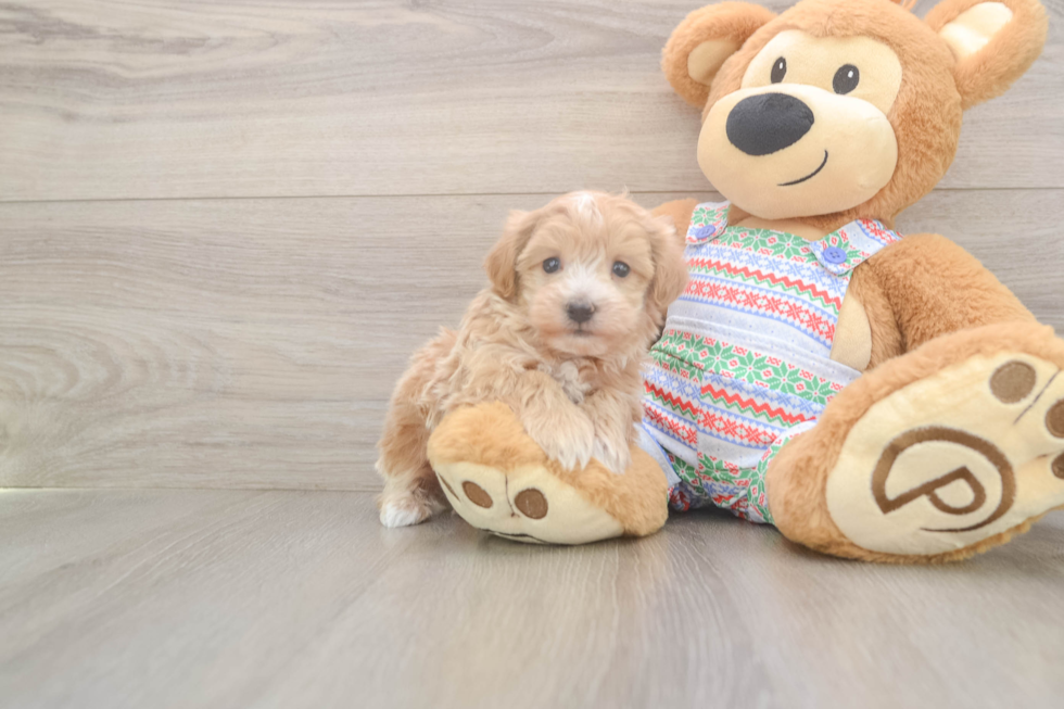 Happy Maltipoo Baby