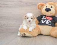 6 week old Maltipoo Puppy For Sale - Simply Southern Pups