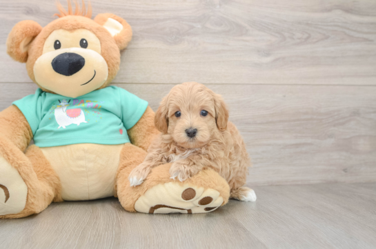 Energetic Moodle Poodle Mix Puppy
