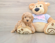 7 week old Maltipoo Puppy For Sale - Simply Southern Pups