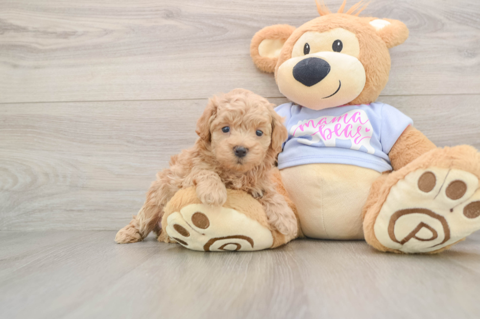 Petite Maltipoo Poodle Mix Pup