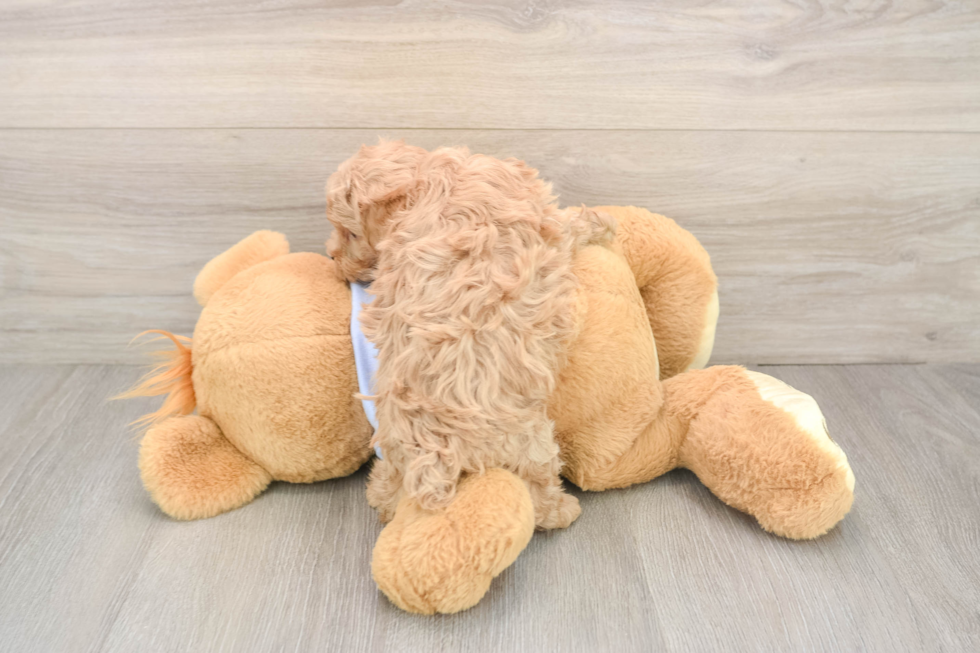 Maltipoo Pup Being Cute