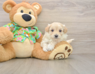 8 week old Maltipoo Puppy For Sale - Simply Southern Pups