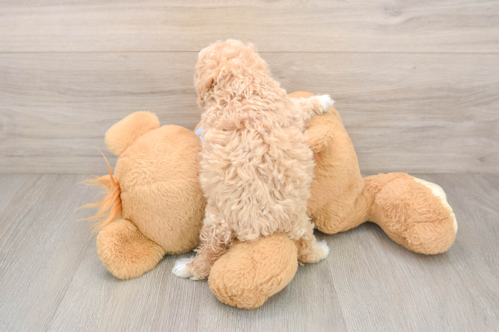 Popular Maltipoo Poodle Mix Pup