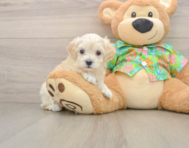 8 week old Maltipoo Puppy For Sale - Simply Southern Pups