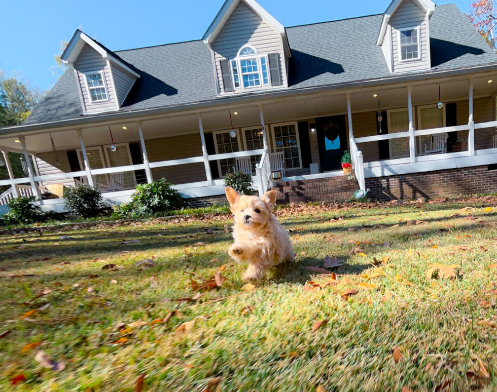 Cute Malt a Poo Poodle Mix Puppy