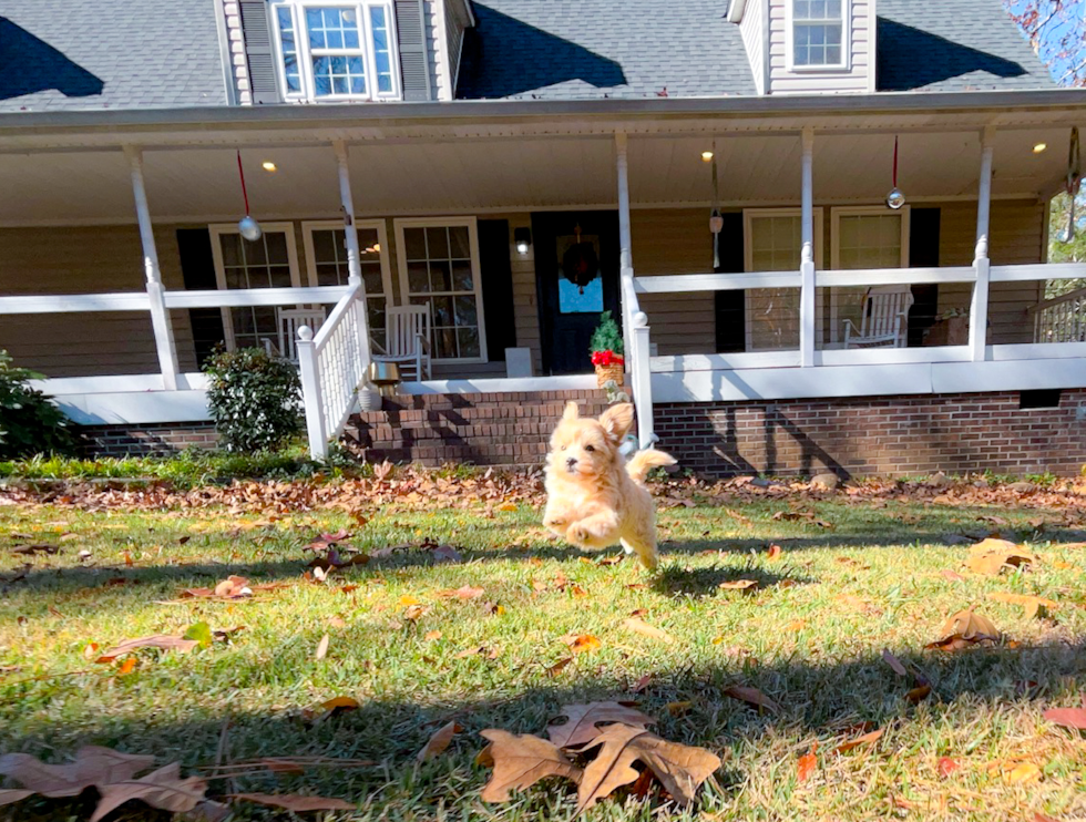Maltipoo Puppy for Adoption
