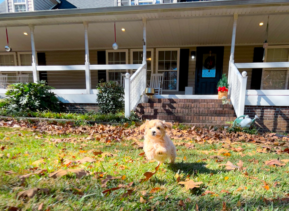 Maltipoo Puppy for Adoption