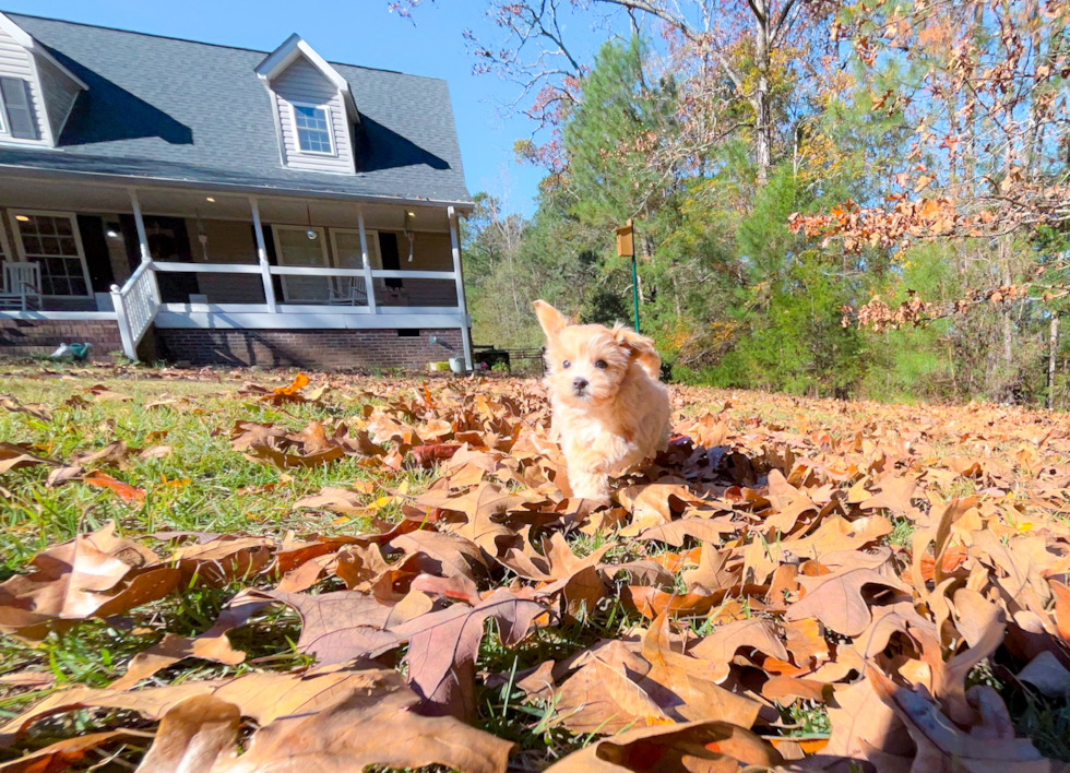 Maltipoo Pup Being Cute
