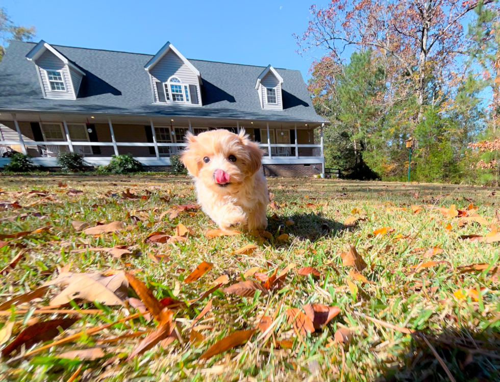 Maltipoo Puppy for Adoption