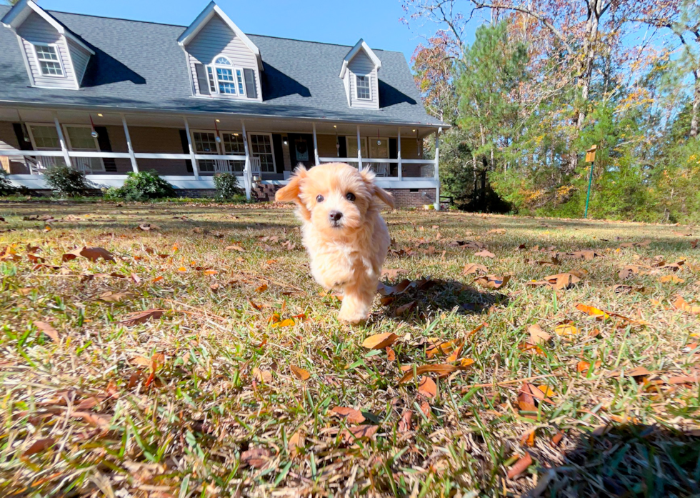 Cute Malt a Poo Poodle Mix Puppy
