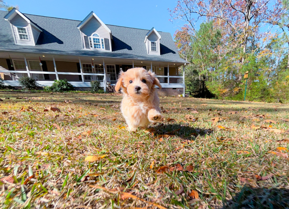 Cute Malt a Poo Poodle Mix Puppy