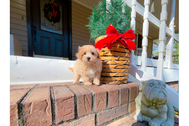 Maltipoo Puppy for Adoption