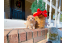 Maltipoo Puppy for Adoption
