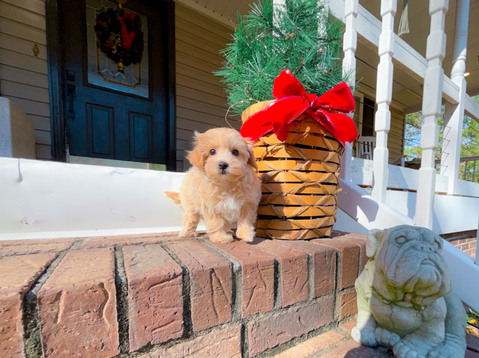 Maltipoo Puppy for Adoption