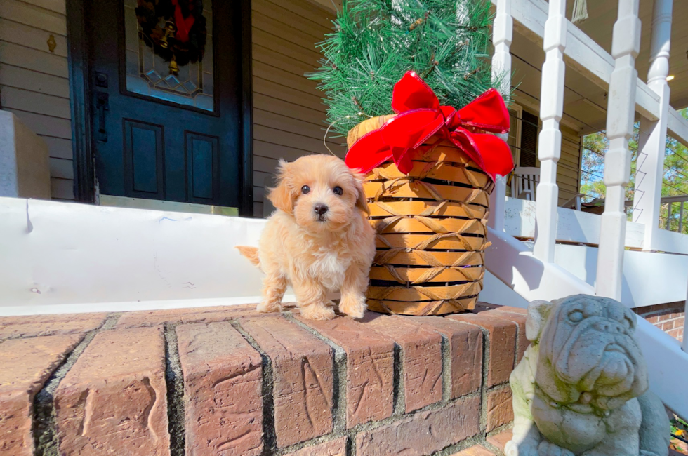 9 week old Maltipoo Puppy For Sale - Simply Southern Pups