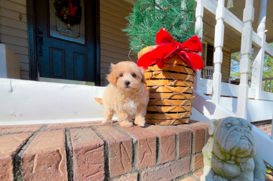Maltipoo Puppy for Adoption
