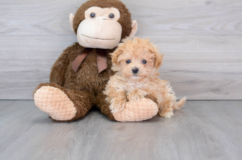 11 week old Maltipoo Puppy For Sale - Simply Southern Pups