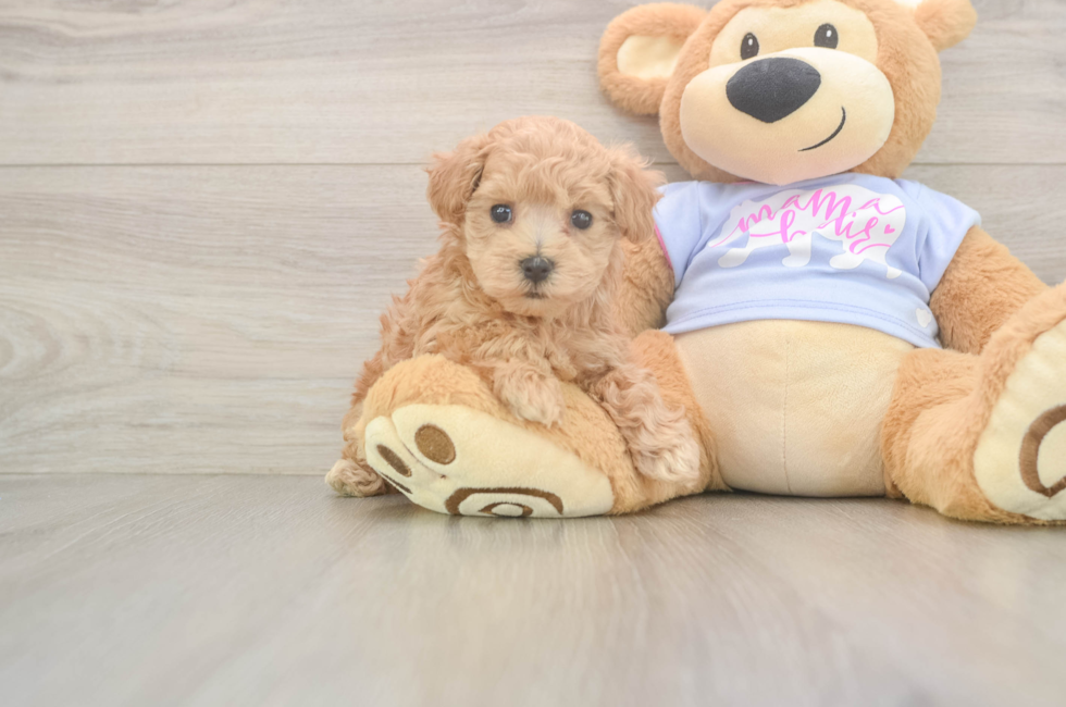 6 week old Maltipoo Puppy For Sale - Simply Southern Pups