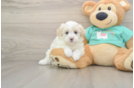 Sweet Maltipoo Baby