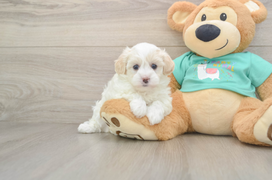 Sweet Maltipoo Baby