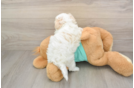 Maltipoo Pup Being Cute