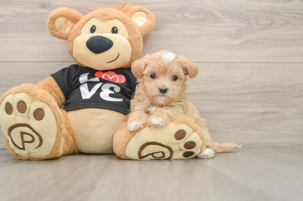 Maltipoo Pup Being Cute