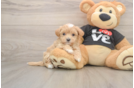Sweet Maltipoo Baby