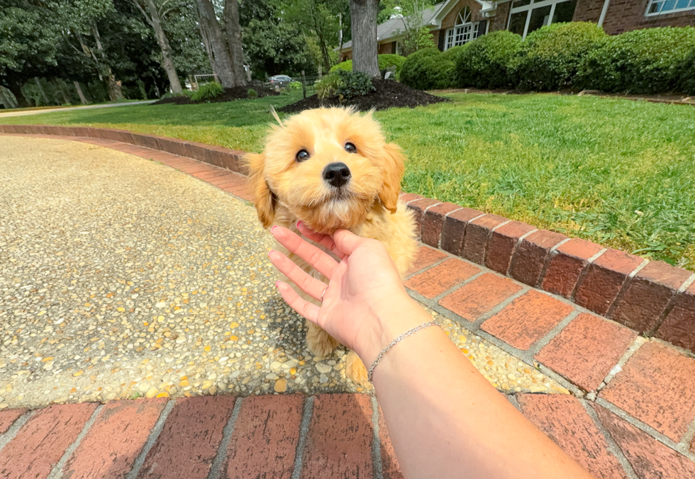 Cute Maltipoo Baby