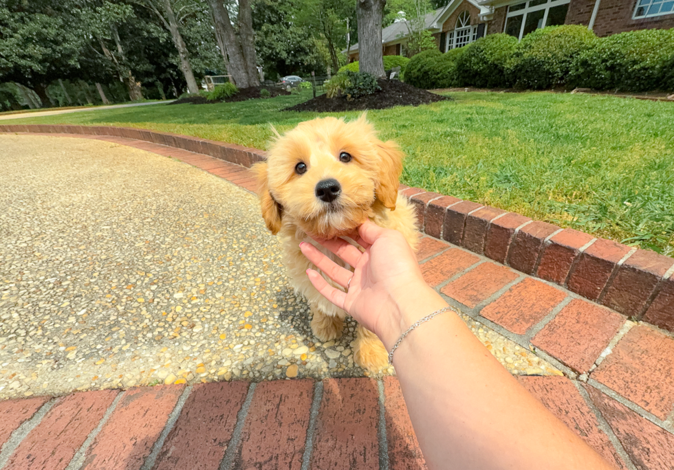Cute Maltipoo Baby