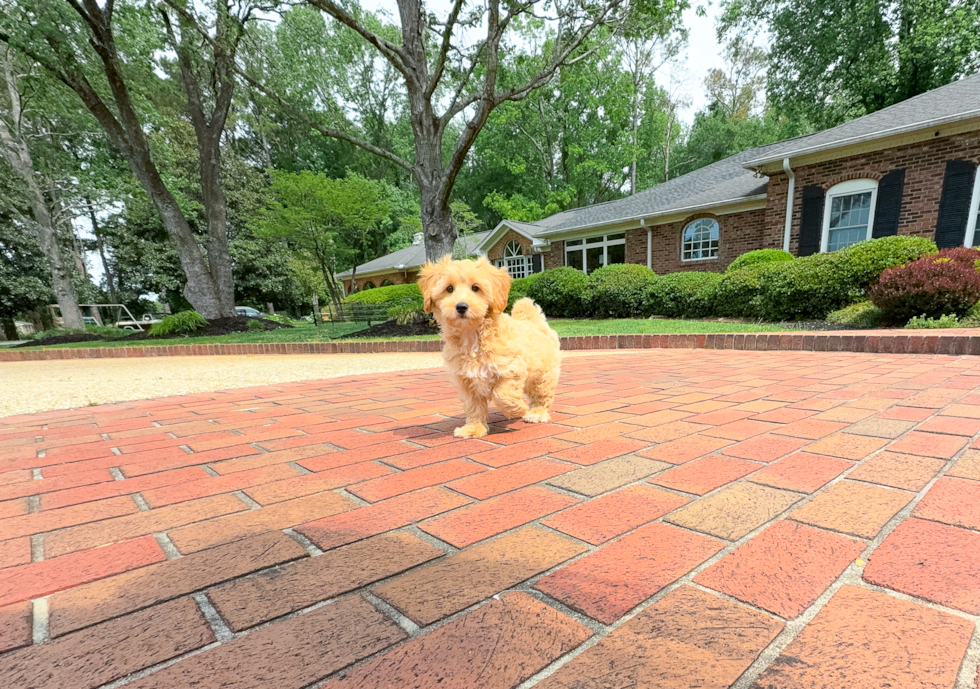 Cute Malt a Poo Poodle Mix Puppy