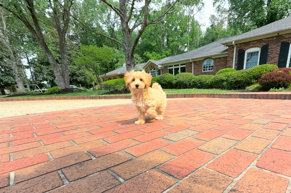 12 week old Maltipoo Puppy For Sale - Simply Southern Pups