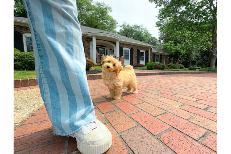 Maltipoo Puppy for Adoption
