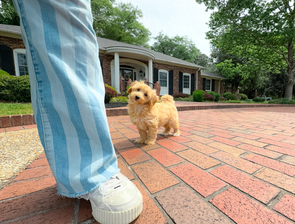 Maltipoo Puppy for Adoption