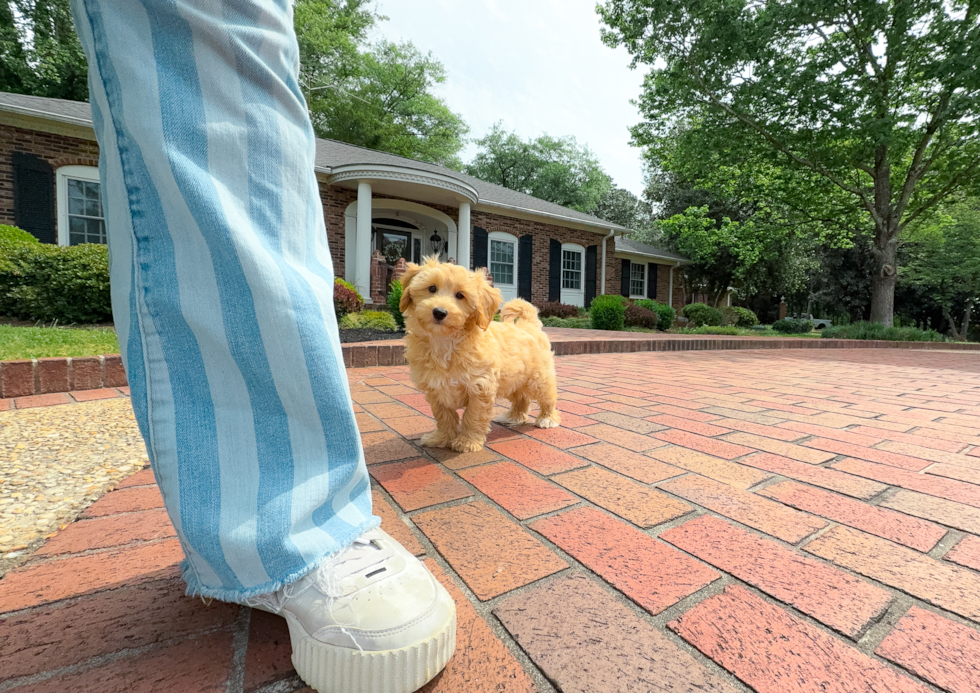 Cute Maltipoo Baby