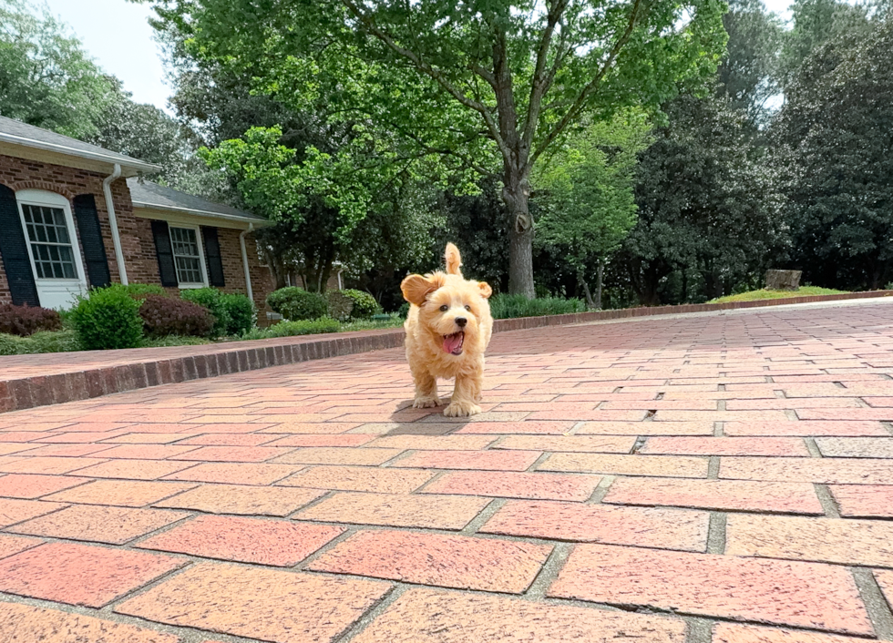 Maltipoo Pup Being Cute