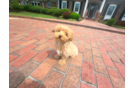 Maltipoo Puppy for Adoption