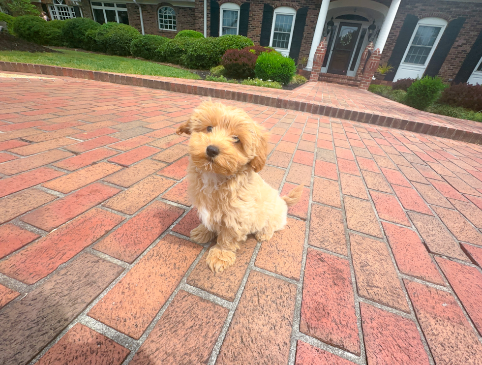 Maltipoo Puppy for Adoption